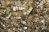 Fossil Freshwater Snails (Elimia) In Limestone - Wyoming #324609-1